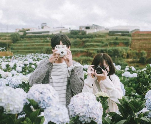 hydrangea-flower-dalat