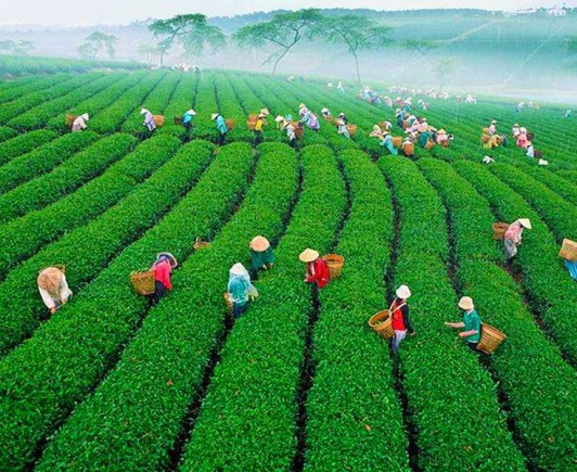 tea-plantation